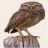 Colorado Birders